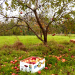 Steuobstwiese Hohenmocker
